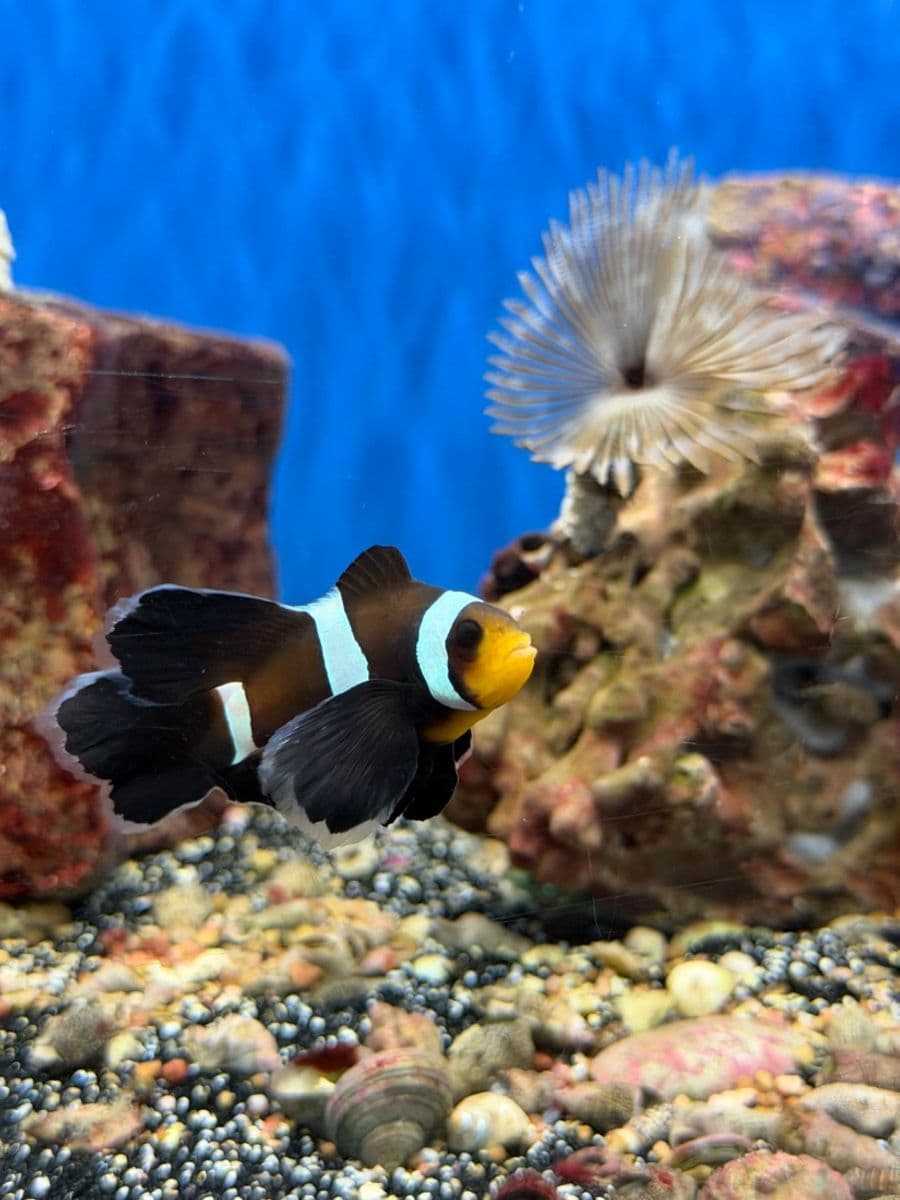 Longfin Black Ocellaris at Sea Cave Inc.