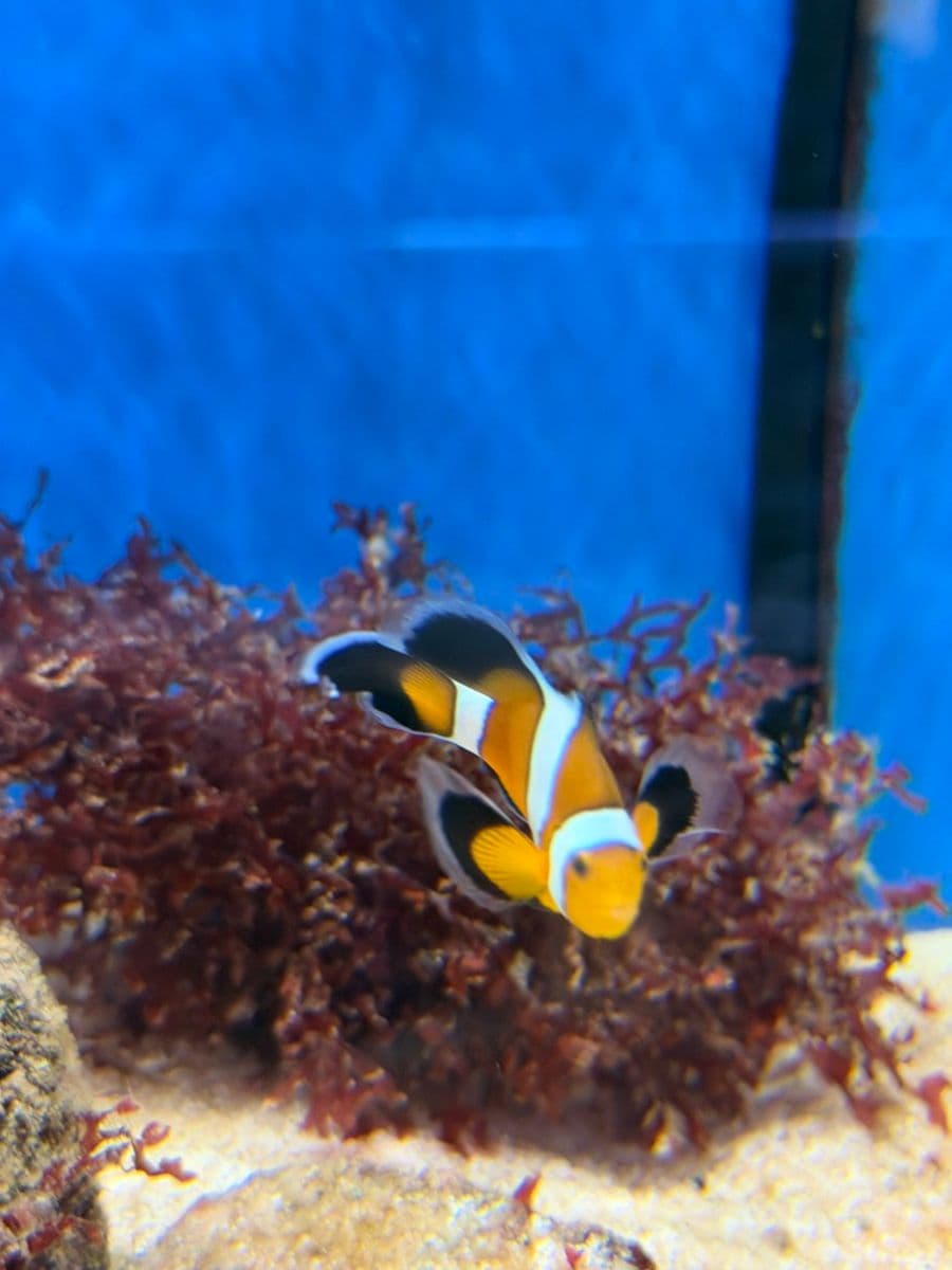 Longfin Mocha Clownfish at Sea Cave Inc.
