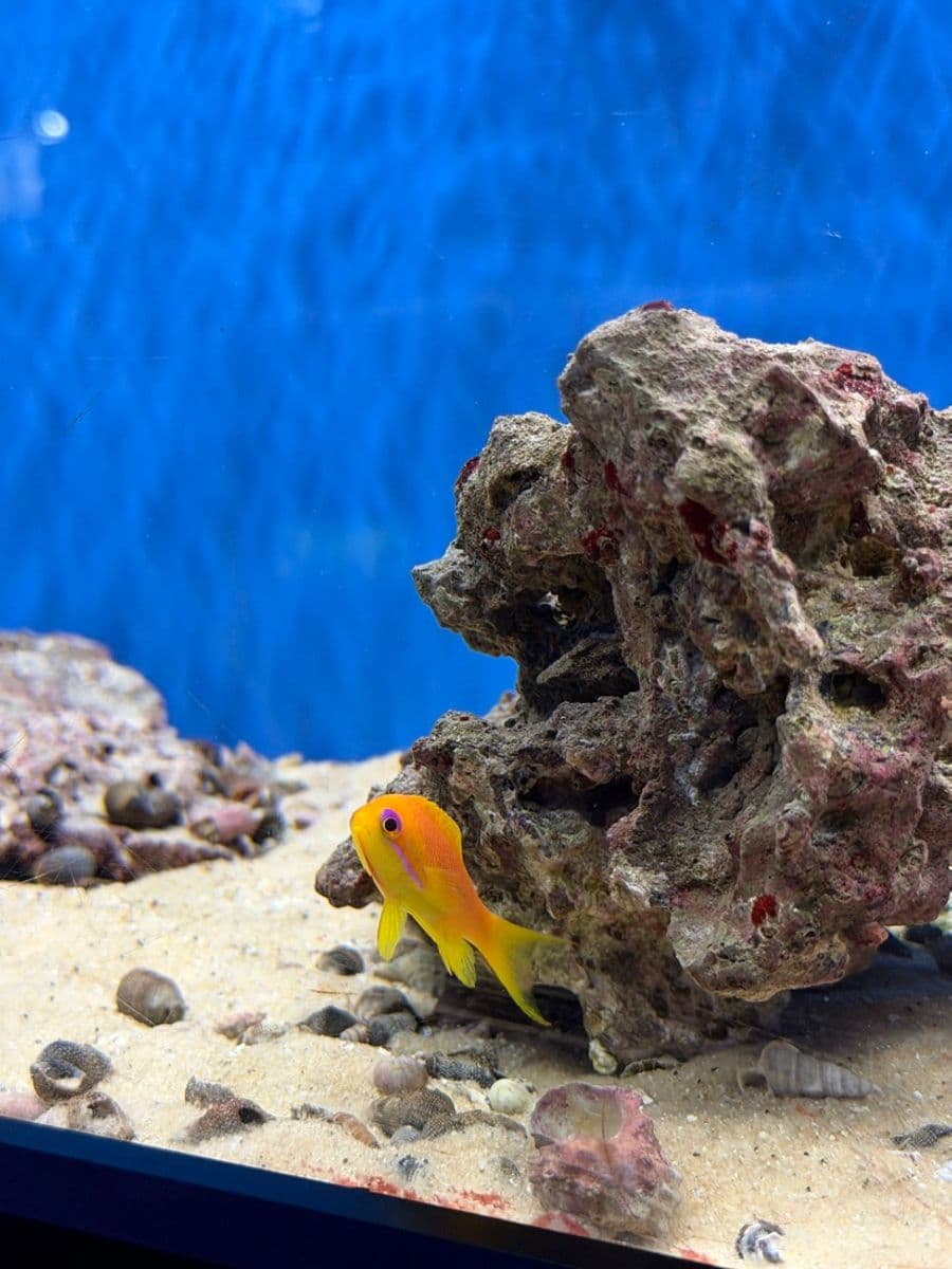 Lyre-tail Anthias