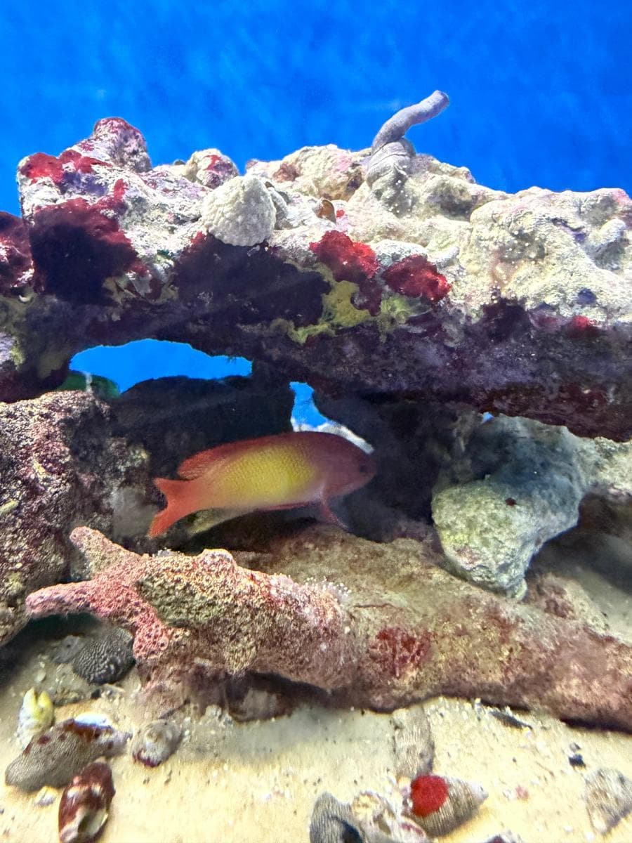 Lyre-tail Anthias (Male) at Sea Cave Inc.
