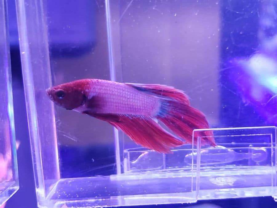 Male Betta at Sea Cave Inc.