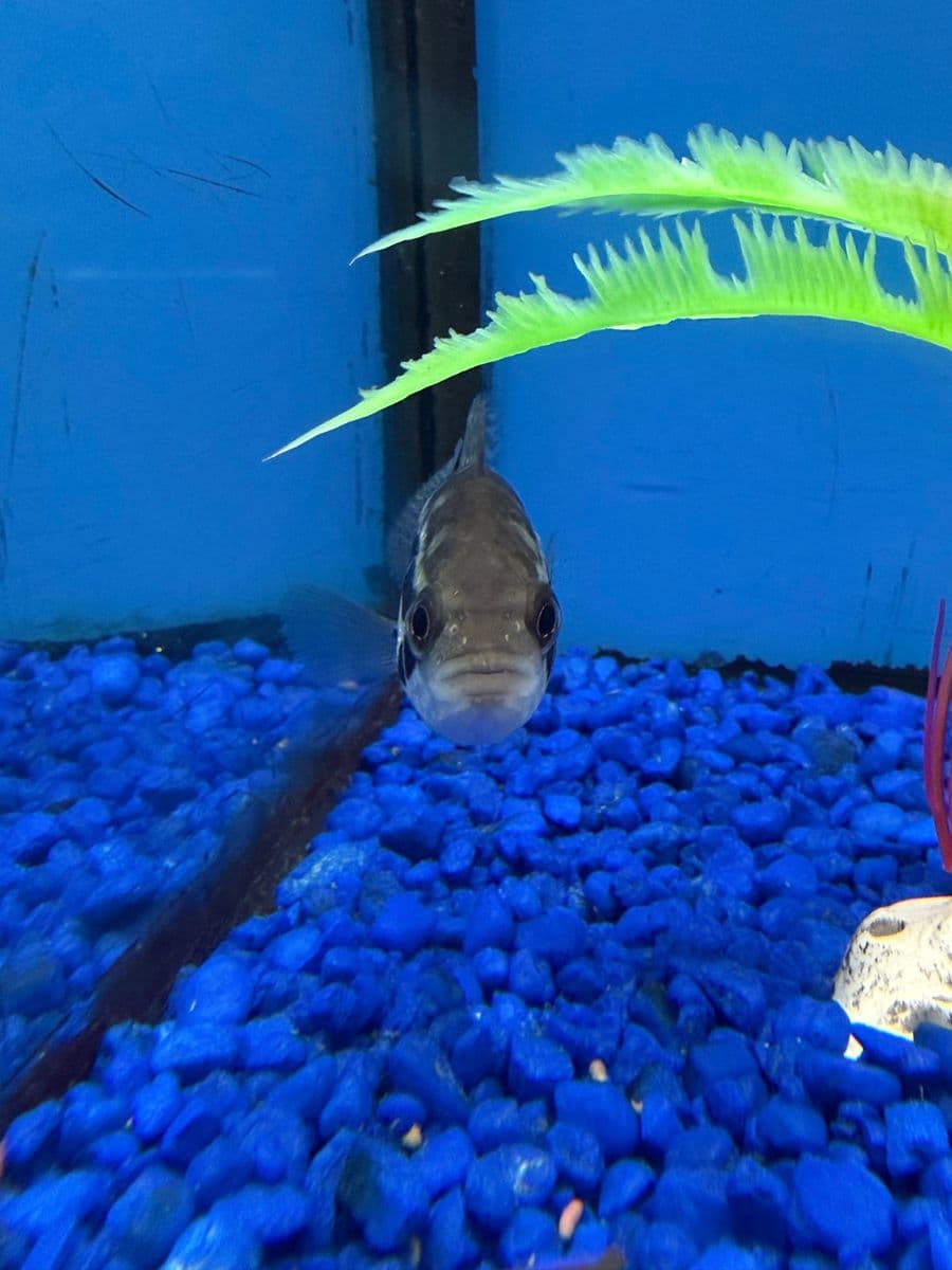 Managuense Cichlid (Jaguar Cichlid) at Sea Cave Inc.