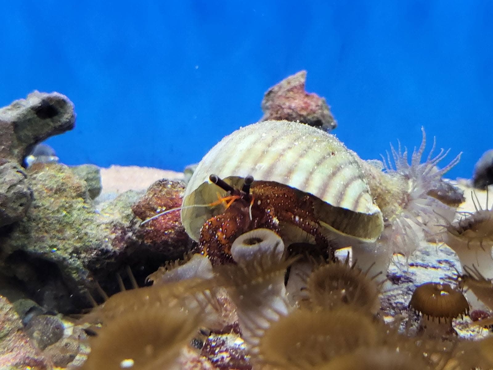 Marine Reef Hermit Crab at Sea Cave Inc.