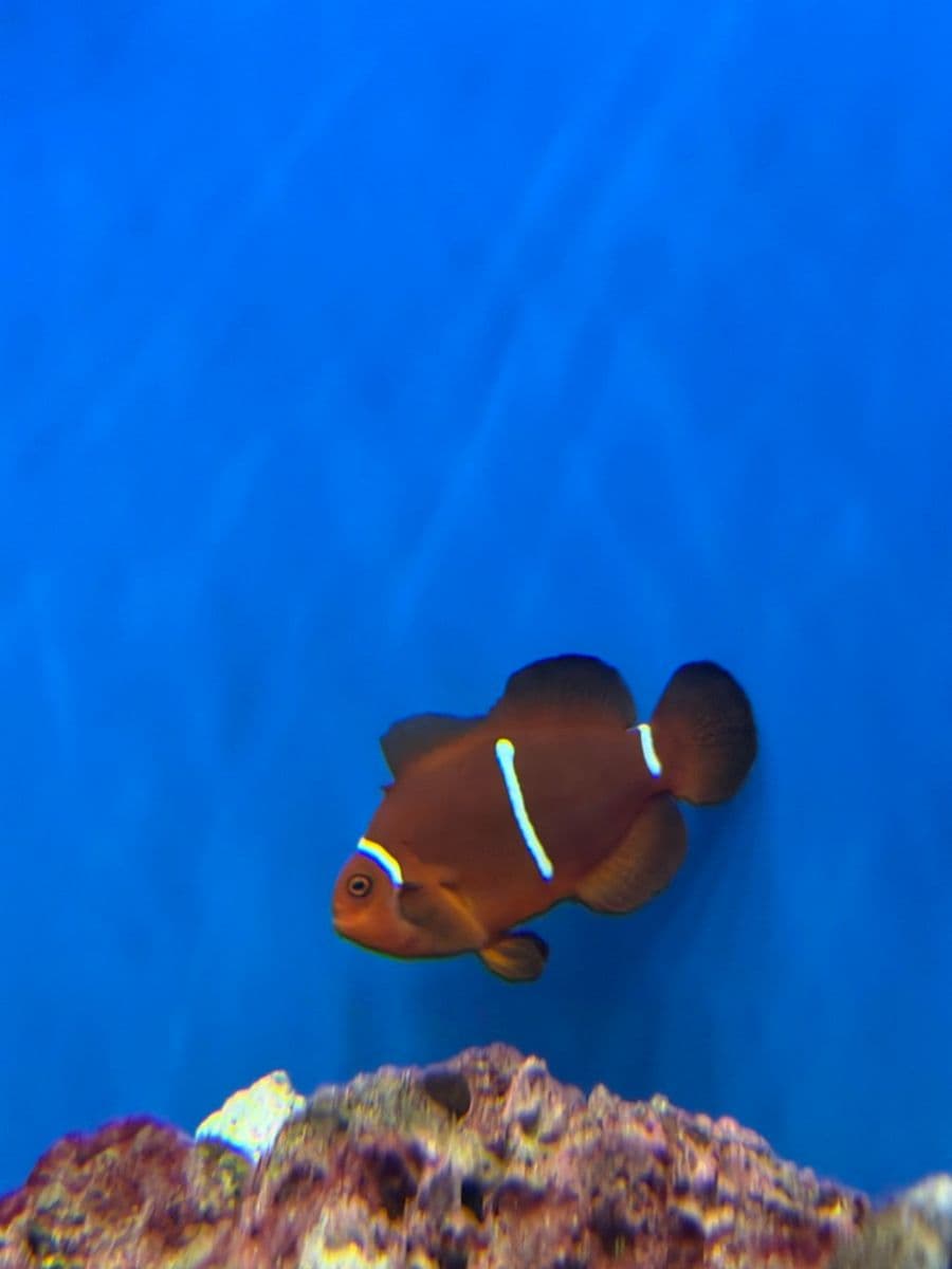 Maroon Clownfish at Sea Cave Inc.