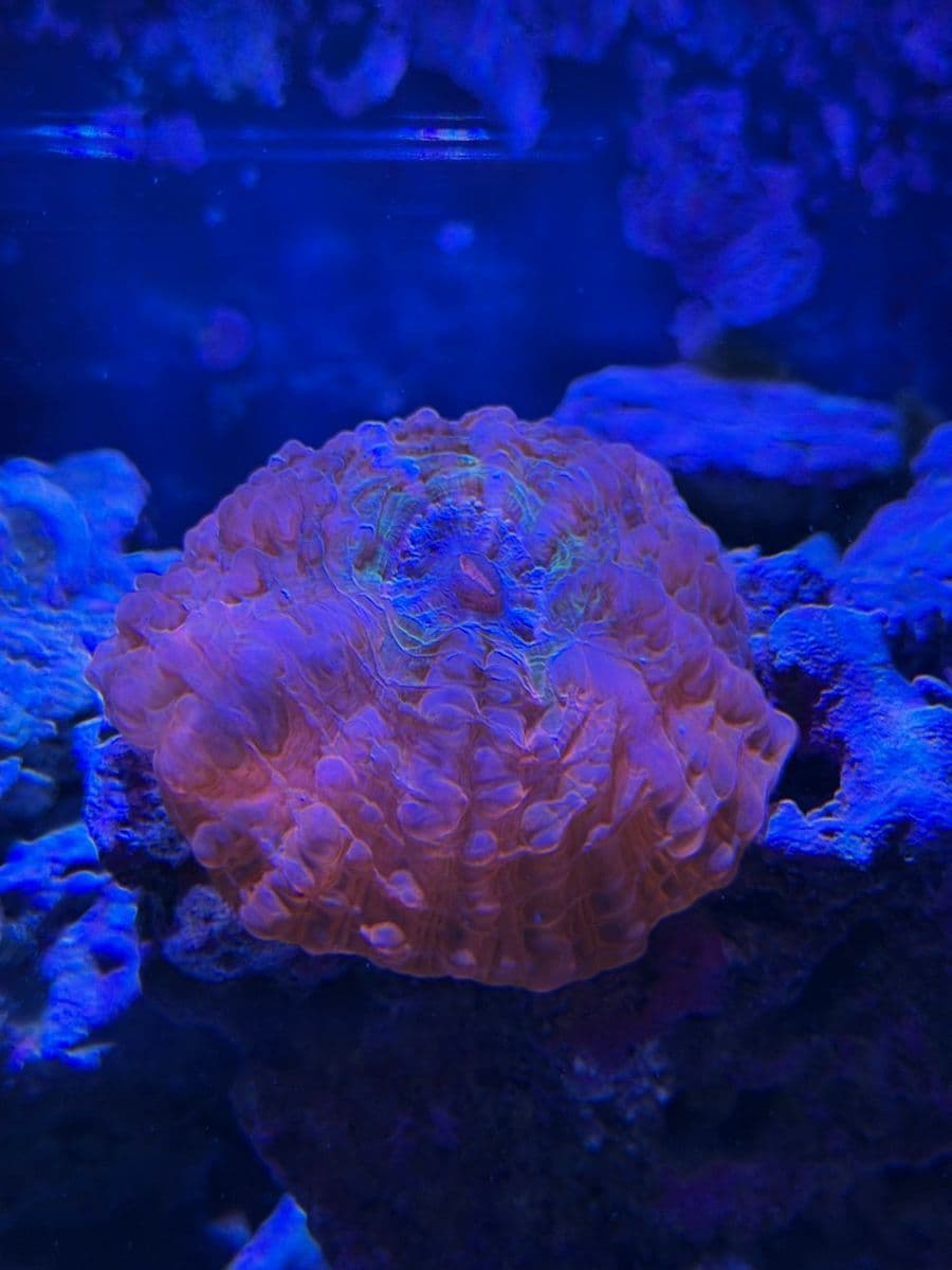 Meat (Button) Coral at Sea Cave Inc.
