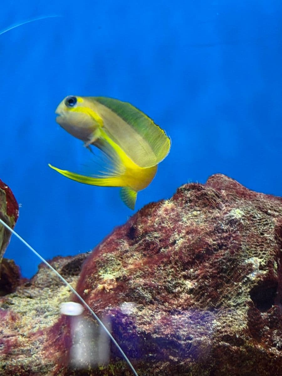Midas Blenny at Sea Cave Inc.