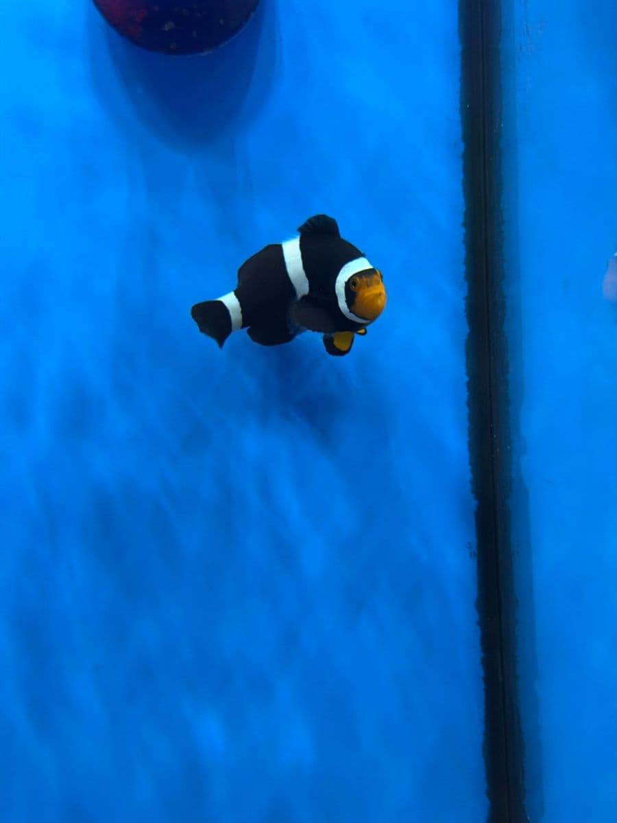 Midnight Clown at Sea Cave Inc.