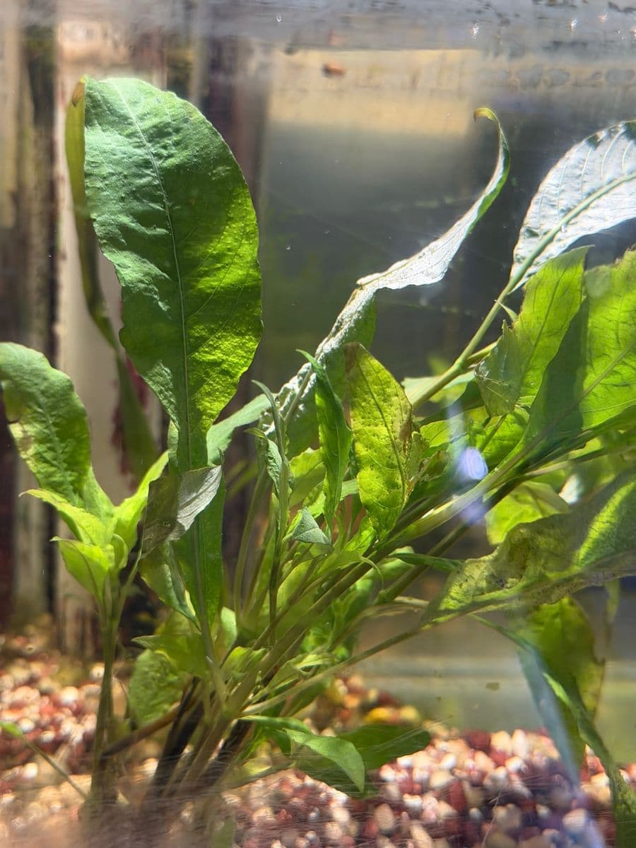 Narrow Leaf Temple Plant at Sea Cave Inc.
