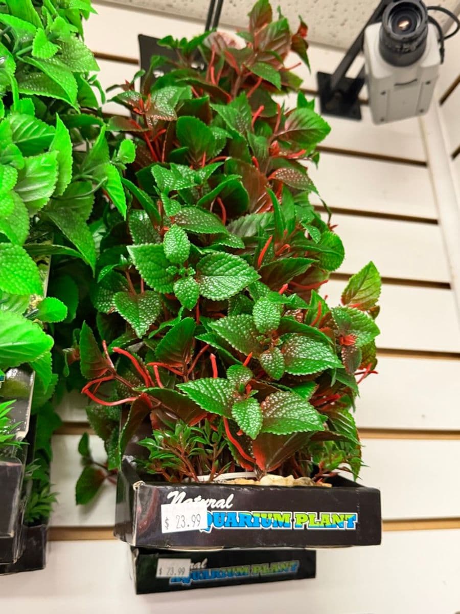 Natural Aquarium Plant – artificial/silk aquarium plant decoration (red-stem leafy style) at Sea Cave Inc.