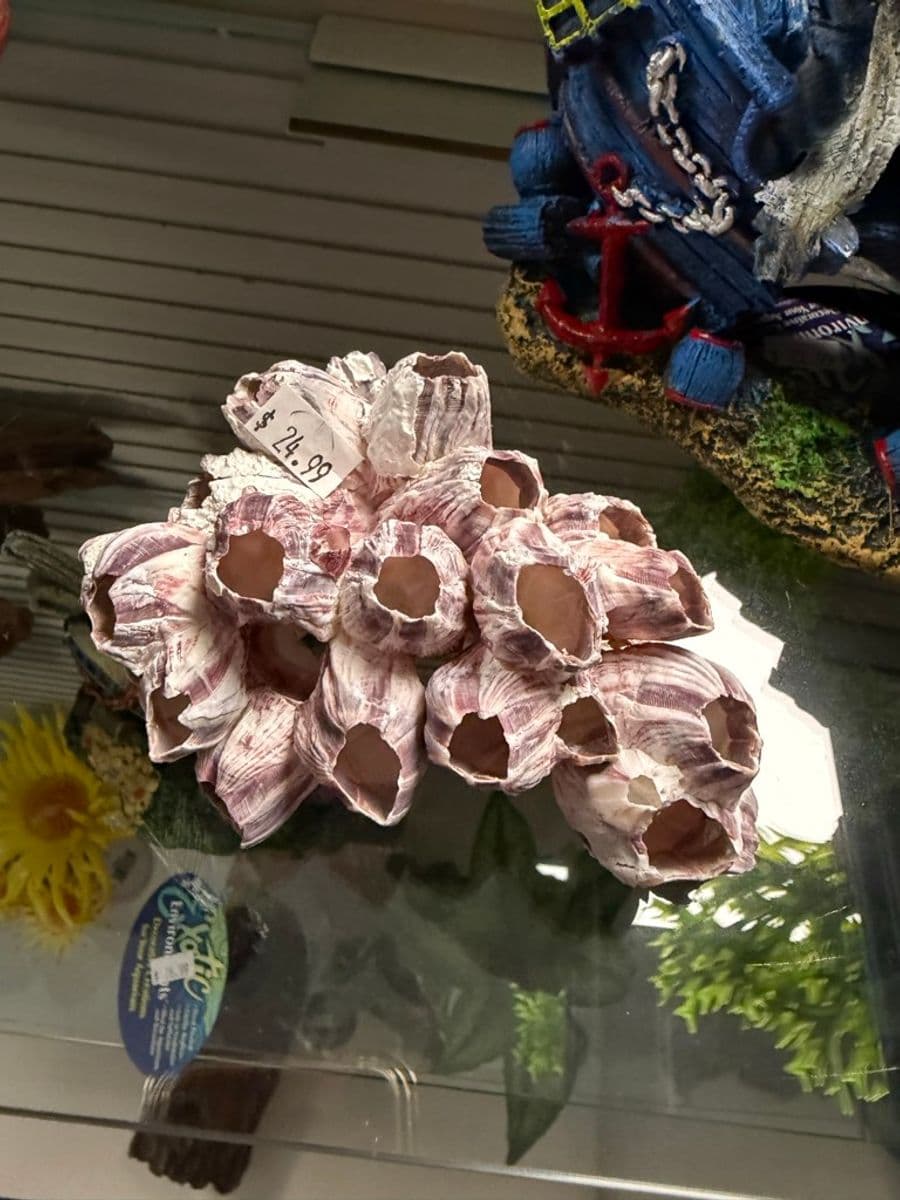 Natural Barnacle Cluster Decor at Sea Cave Inc.