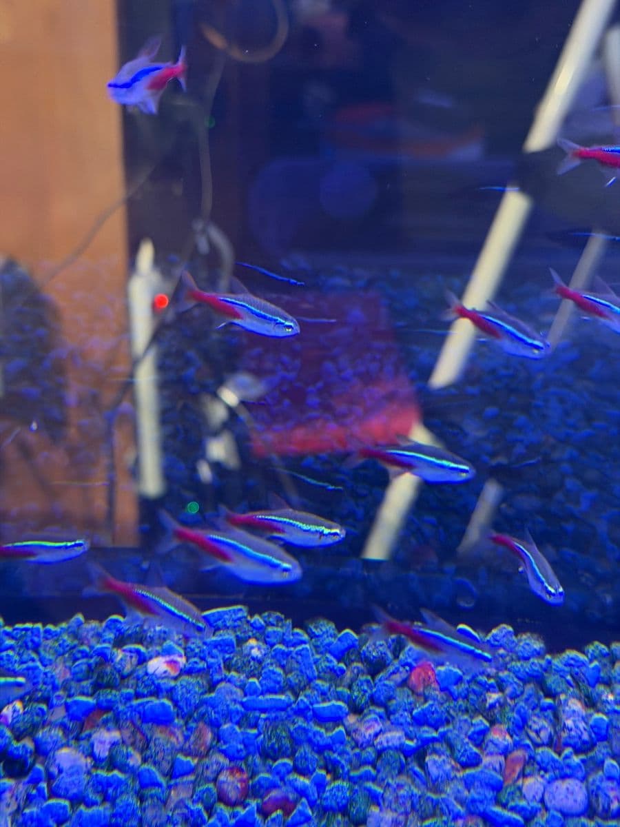 Neon Tetra