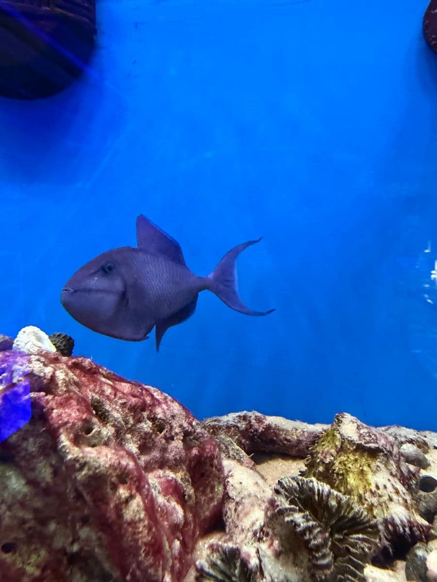 Niger Triggerfish at Sea Cave Inc.