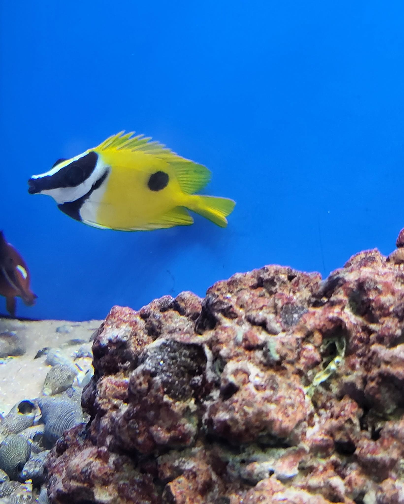 One-Spot Foxface Rabbitfish at Sea Cave Inc.