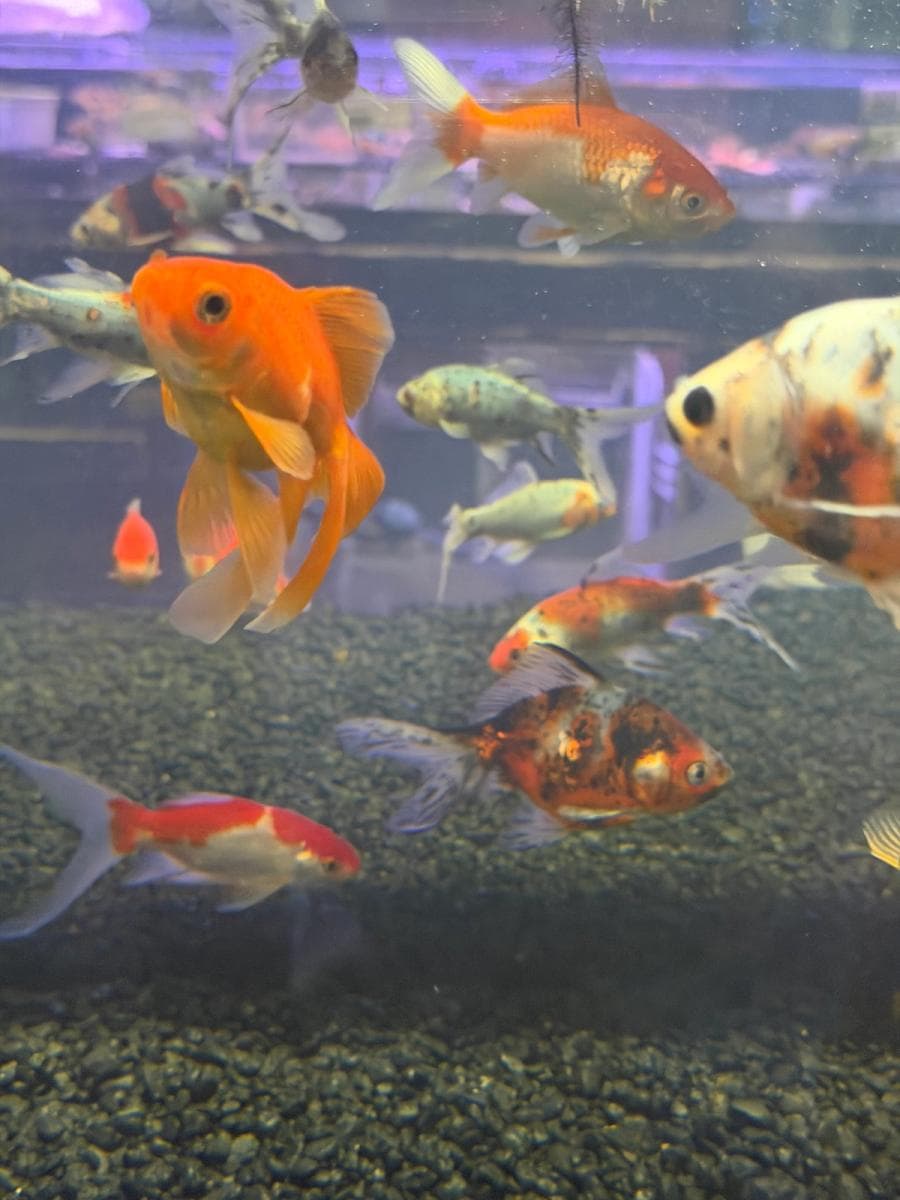 Oranda Goldfish at Sea Cave Inc.