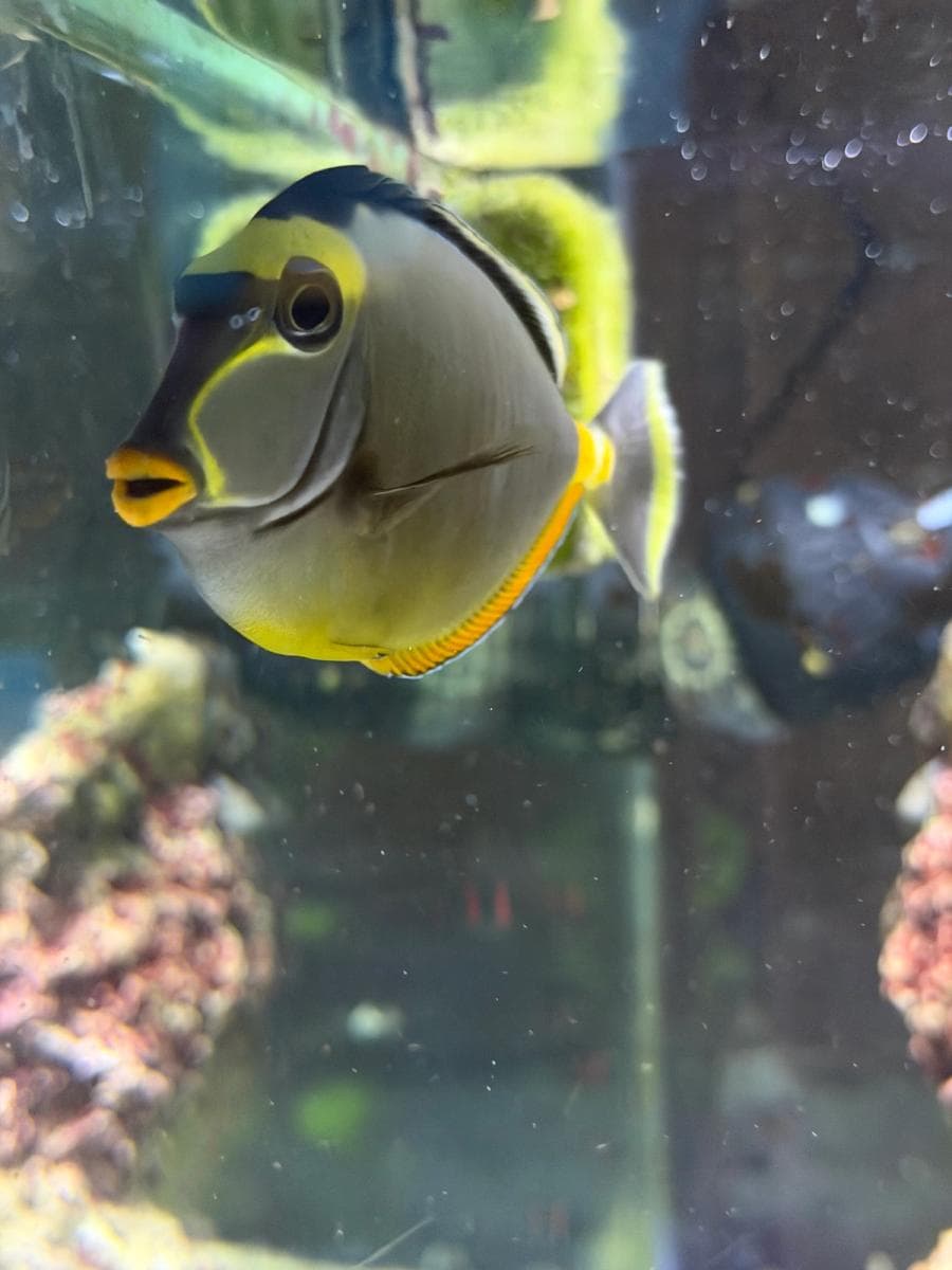 Orange-spined Unicornfish at Sea Cave Inc.