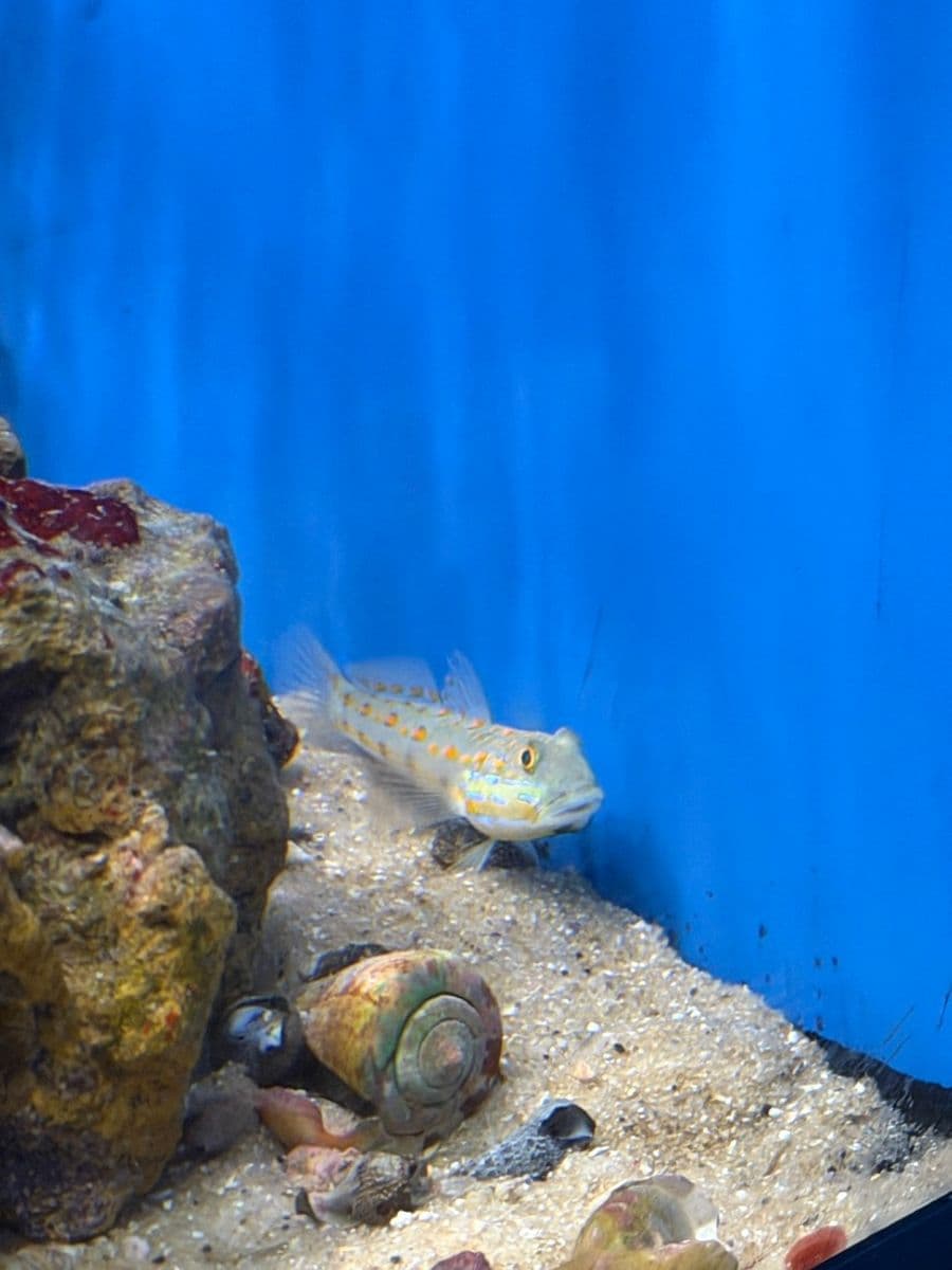 Orange-spotted Sleeper Goby at Sea Cave Inc.