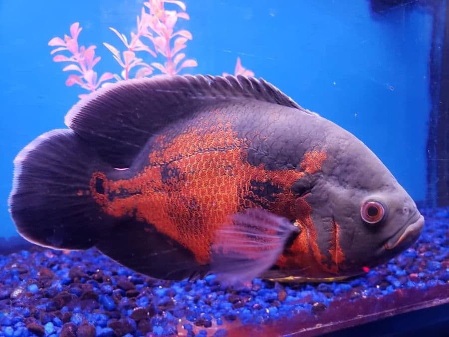 Oscar - Red Tiger at Sea Cave Inc.
