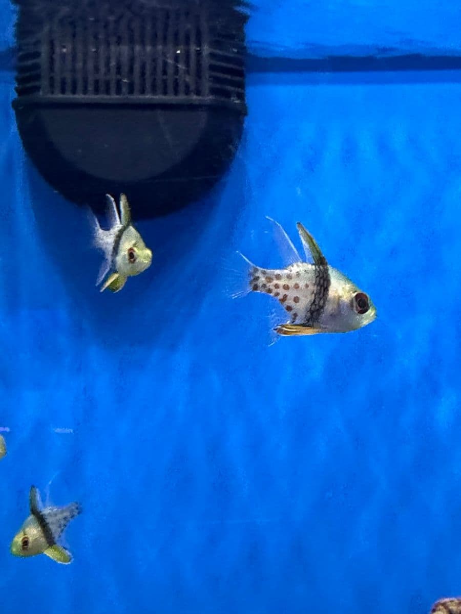 Pajama Cardinalfish at Sea Cave Inc.