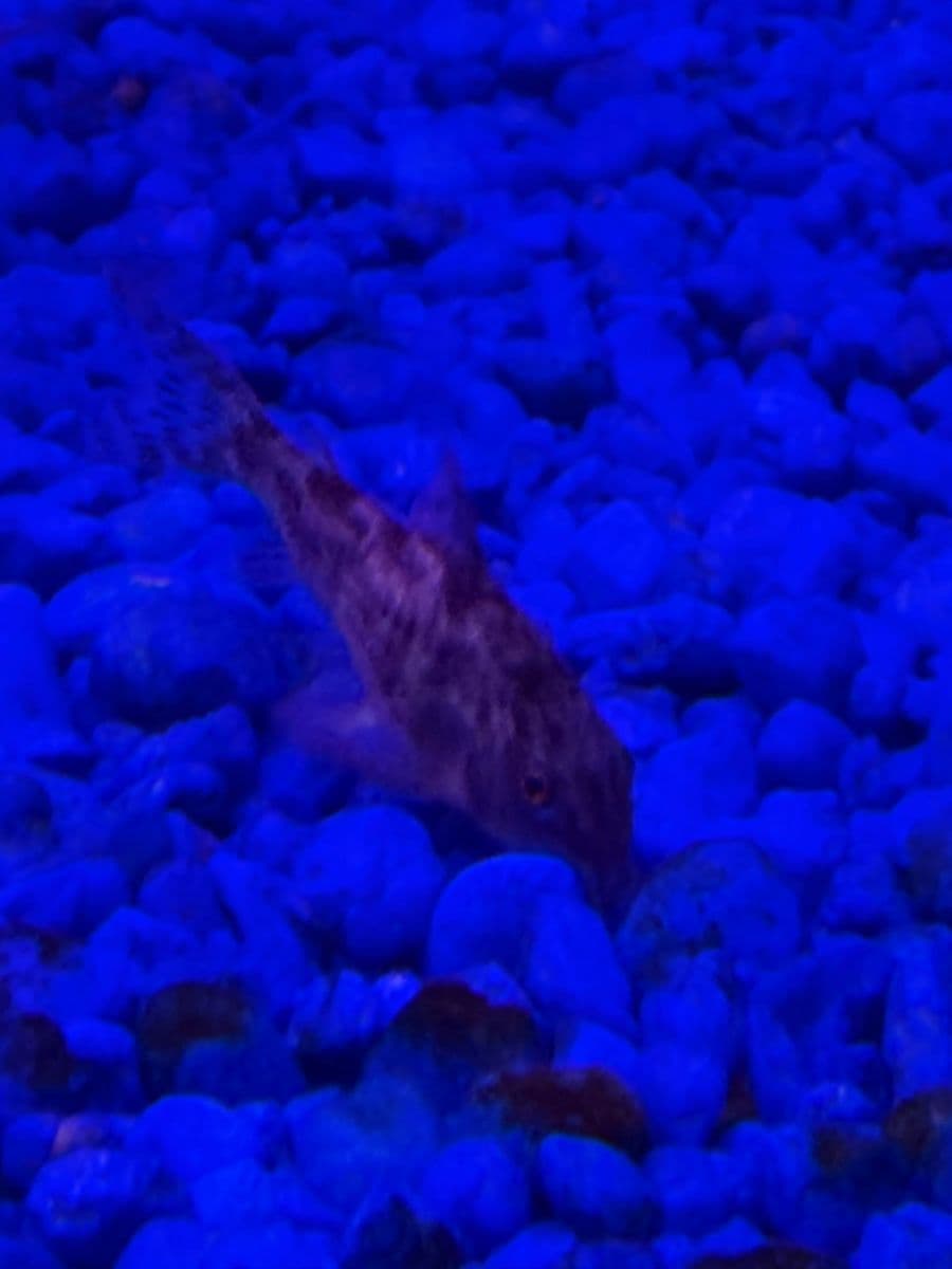 Paleatus Cory at Sea Cave Inc.