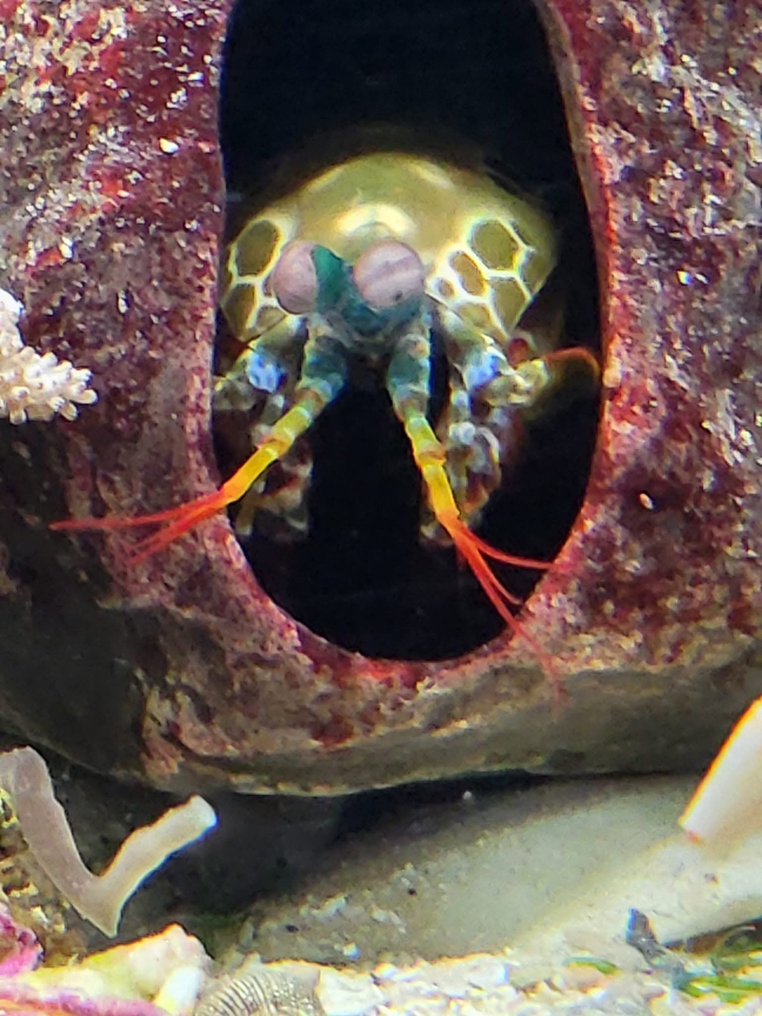 Peacock Mantis Shrimp at Sea Cave Inc.