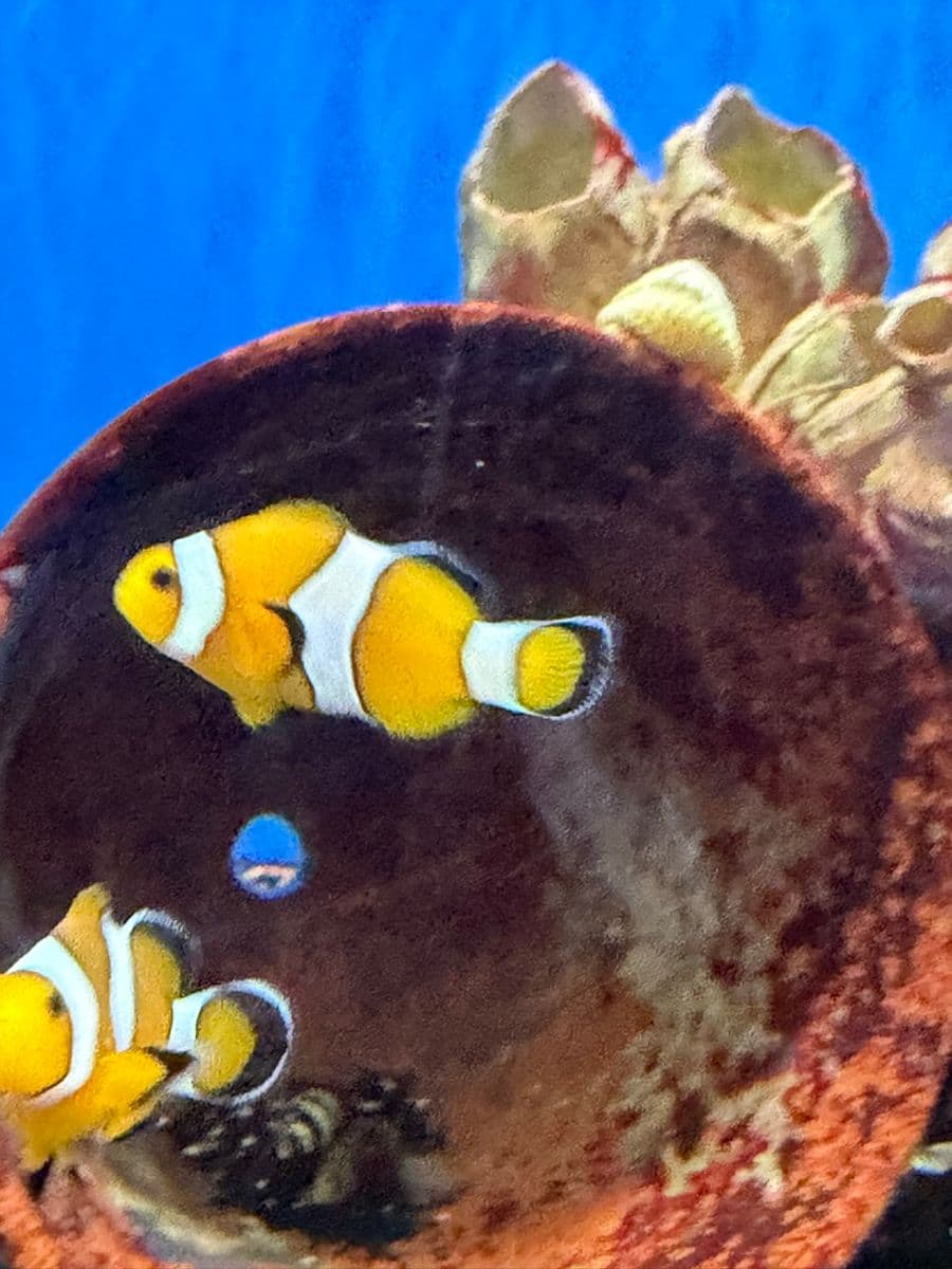 Percula Clown L at Sea Cave Inc.