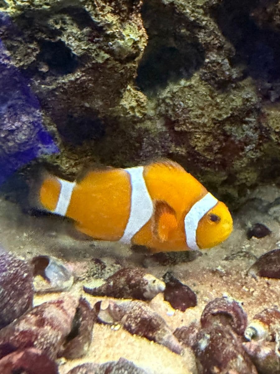 Percula Clown XL at Sea Cave Inc.