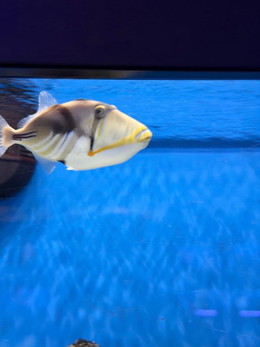 Picasso Triggerfish at Sea Cave Inc.