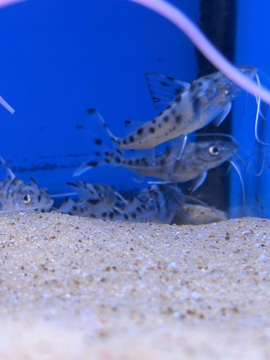 Pictus Catfish at Sea Cave Inc.