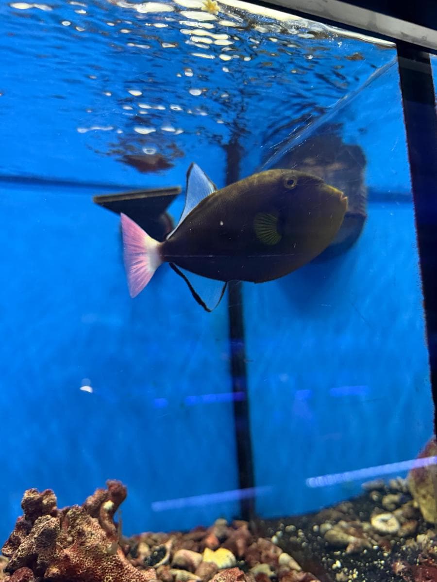 Pink-tailed Triggerfish at Sea Cave Inc.