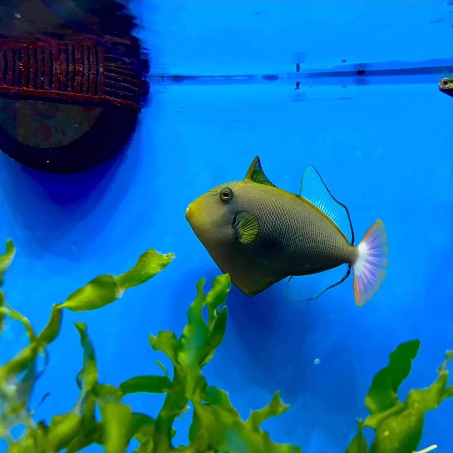 Pinktail Triggerfish at Sea Cave Inc.