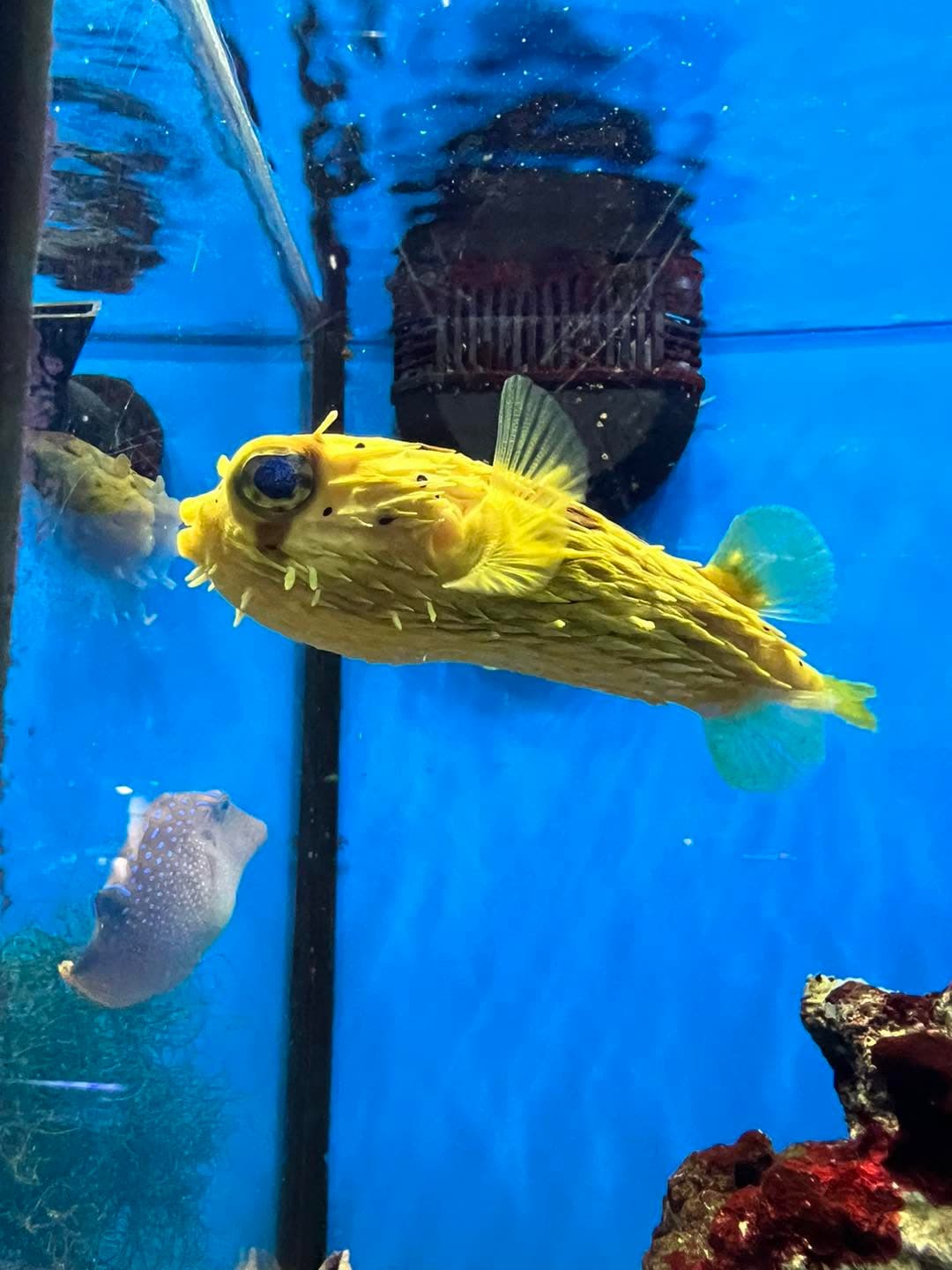 Porcupine Puffer at Sea Cave Inc.