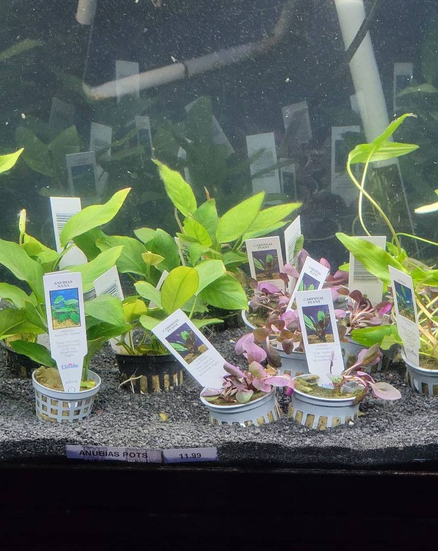 Potted Plants at Sea Cave Inc.