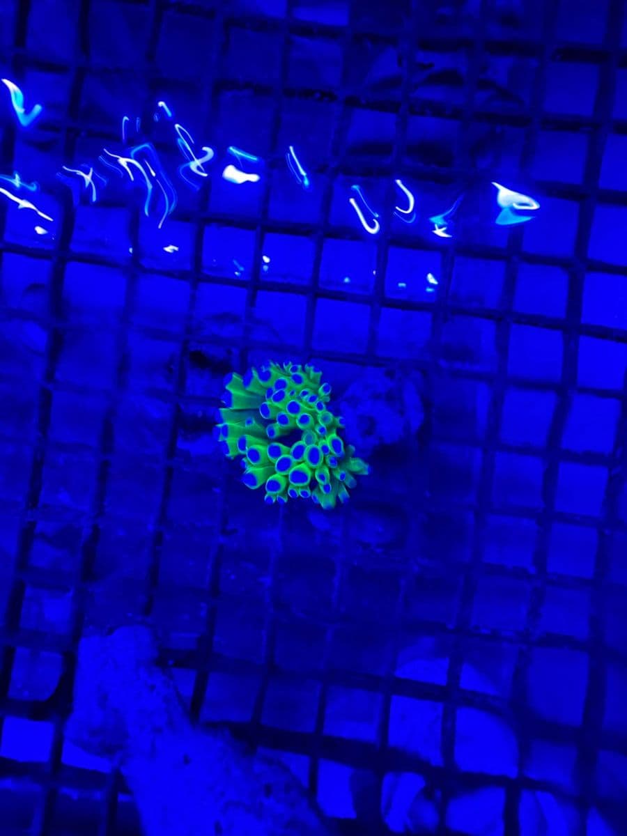 Purple Hammer Coral (L) at Sea Cave Inc.