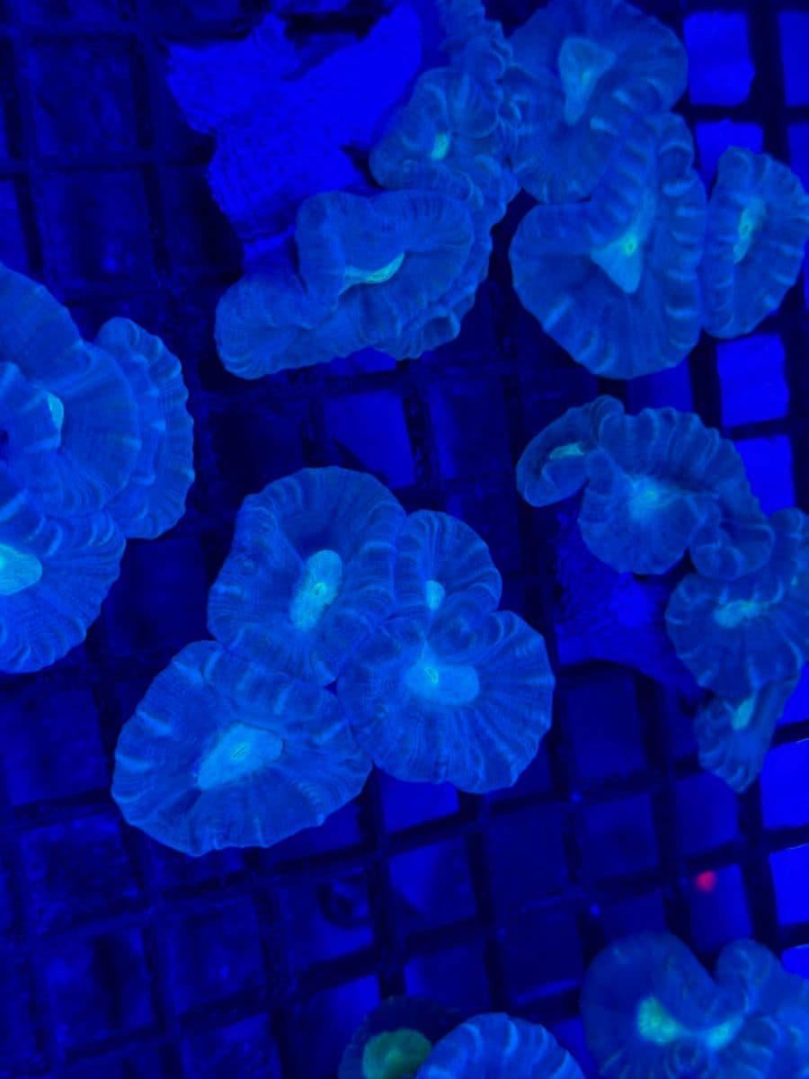 Trumpet Coral (Candy Cane) at Sea Cave Inc.