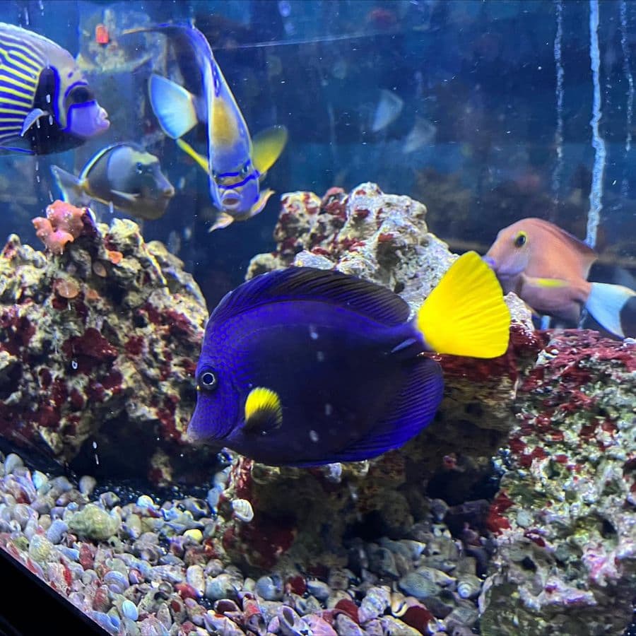 Purple Tang