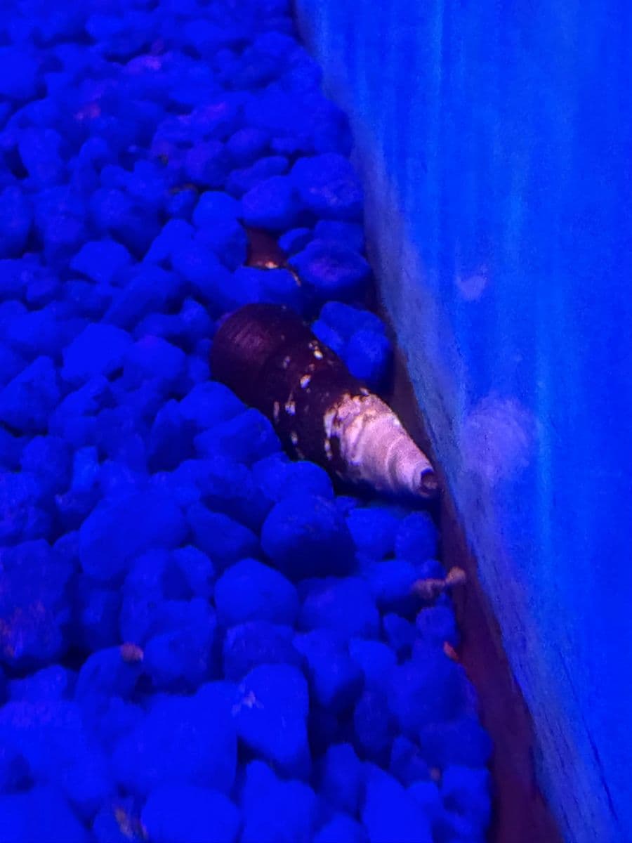 Rabbit Snail at Sea Cave Inc.