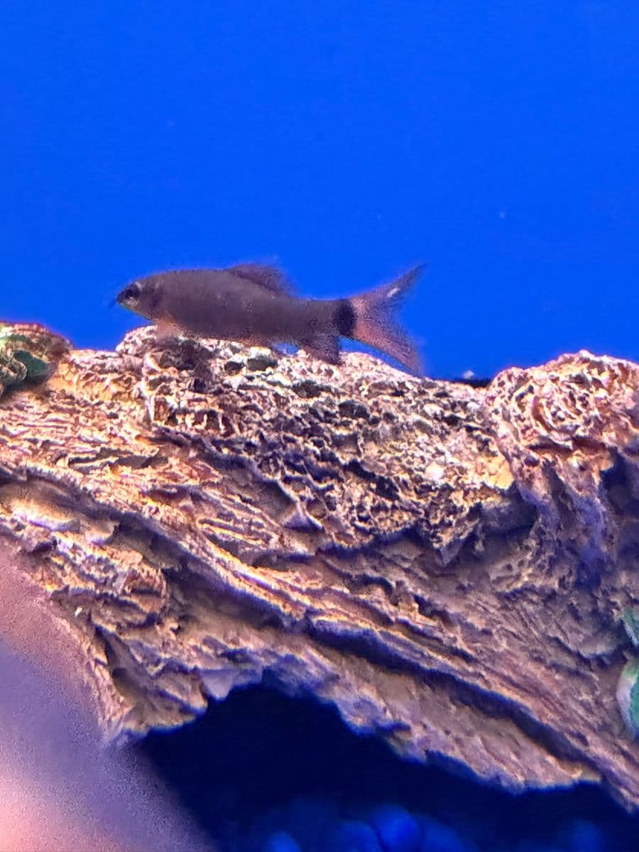 Rainbow Shark at Sea Cave Inc.