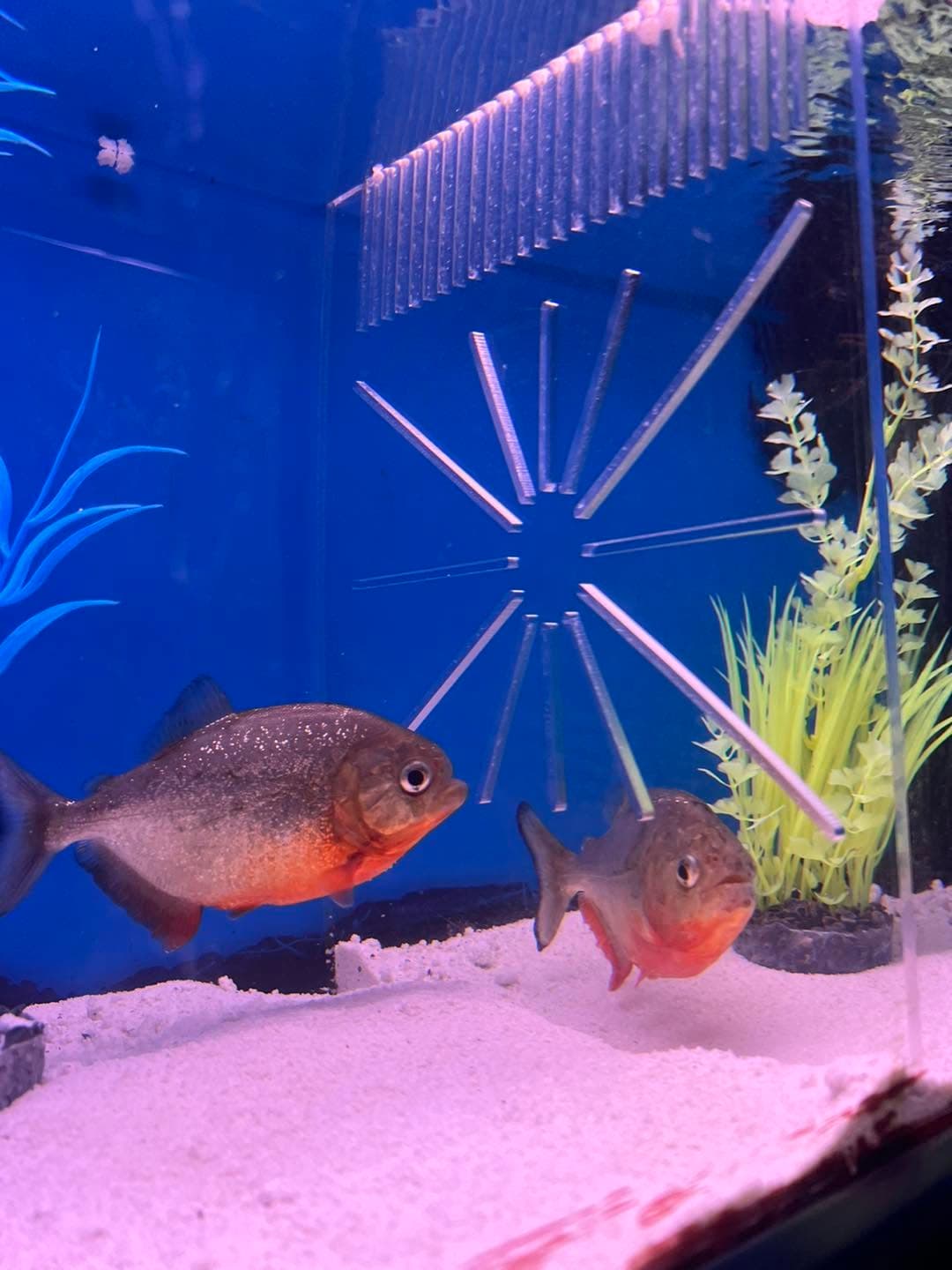 Red-Bellied Piranha at Sea Cave Inc.