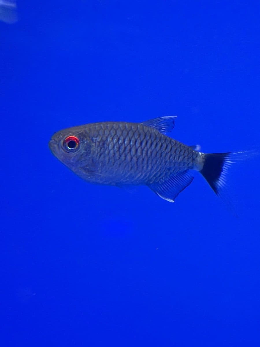 Red-Eye Tetra at Sea Cave Inc.