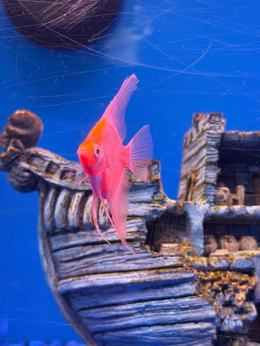 Red Glo Angelfish at Sea Cave Inc.