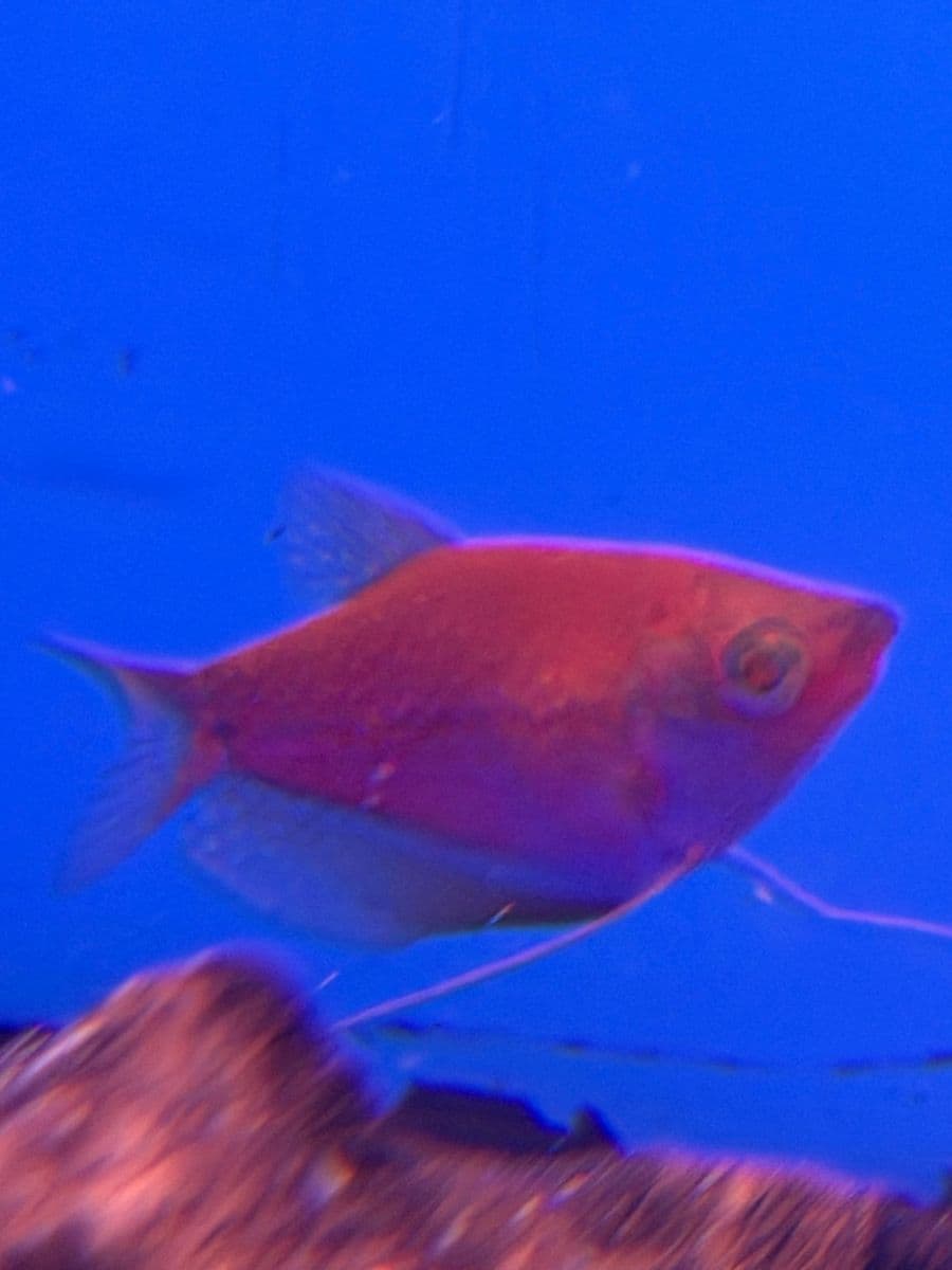 Red Glo Gourami at Sea Cave Inc.