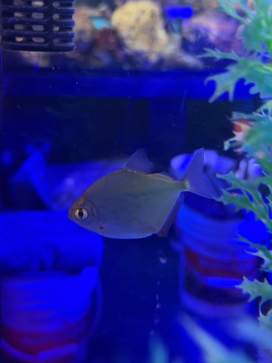 Red Spot Silver Dollar at Sea Cave Inc.