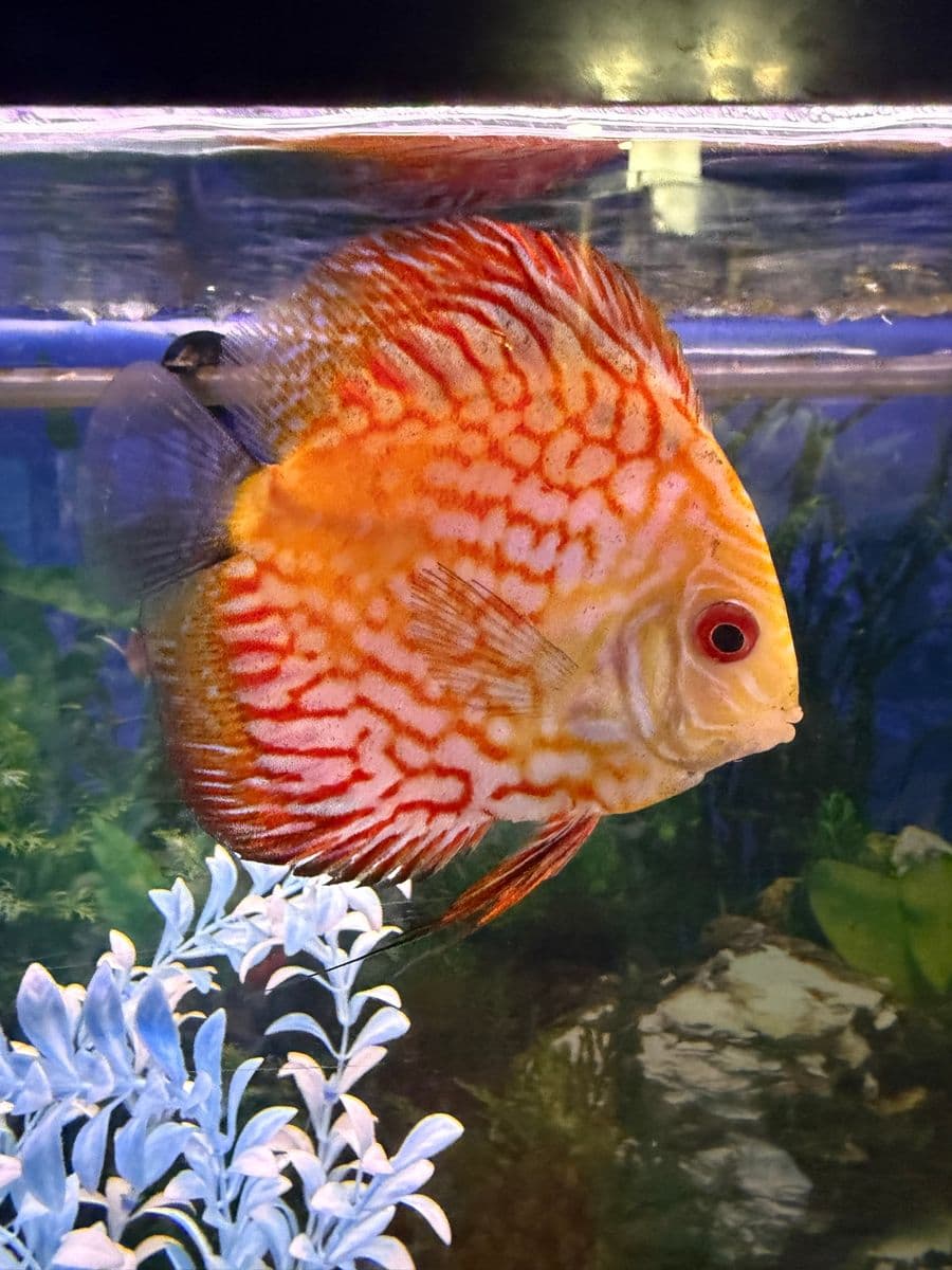 Red Stone Pigeon Blood Discus at Sea Cave Inc.