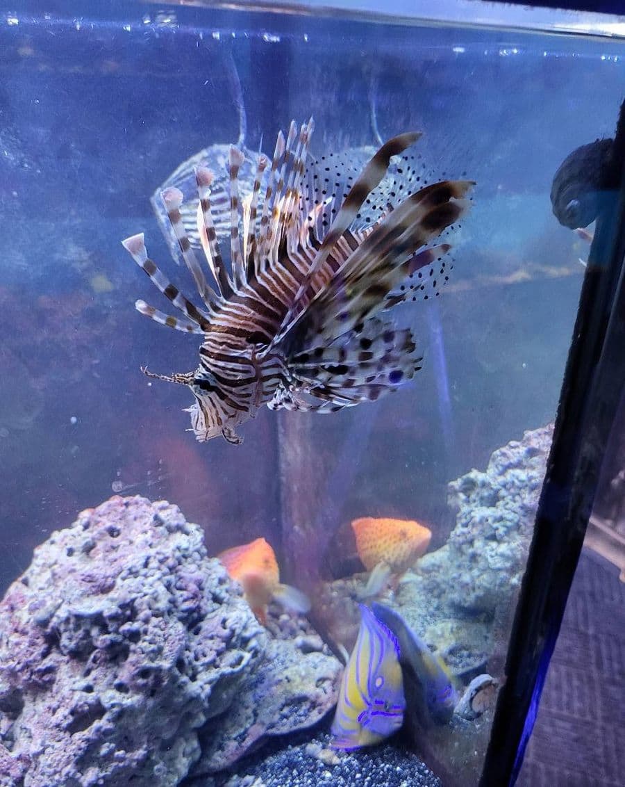 Red Volitan Lionfish at Sea Cave Inc.