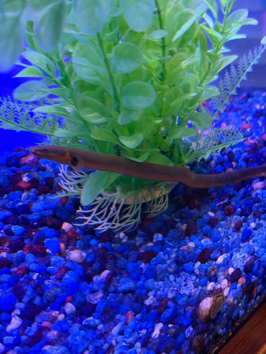 Ropefish at Sea Cave Inc.