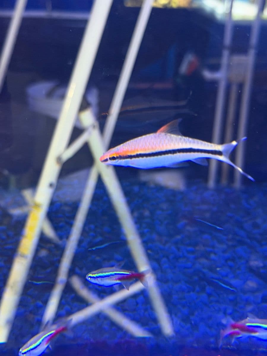 Roseline Shark at Sea Cave Inc.