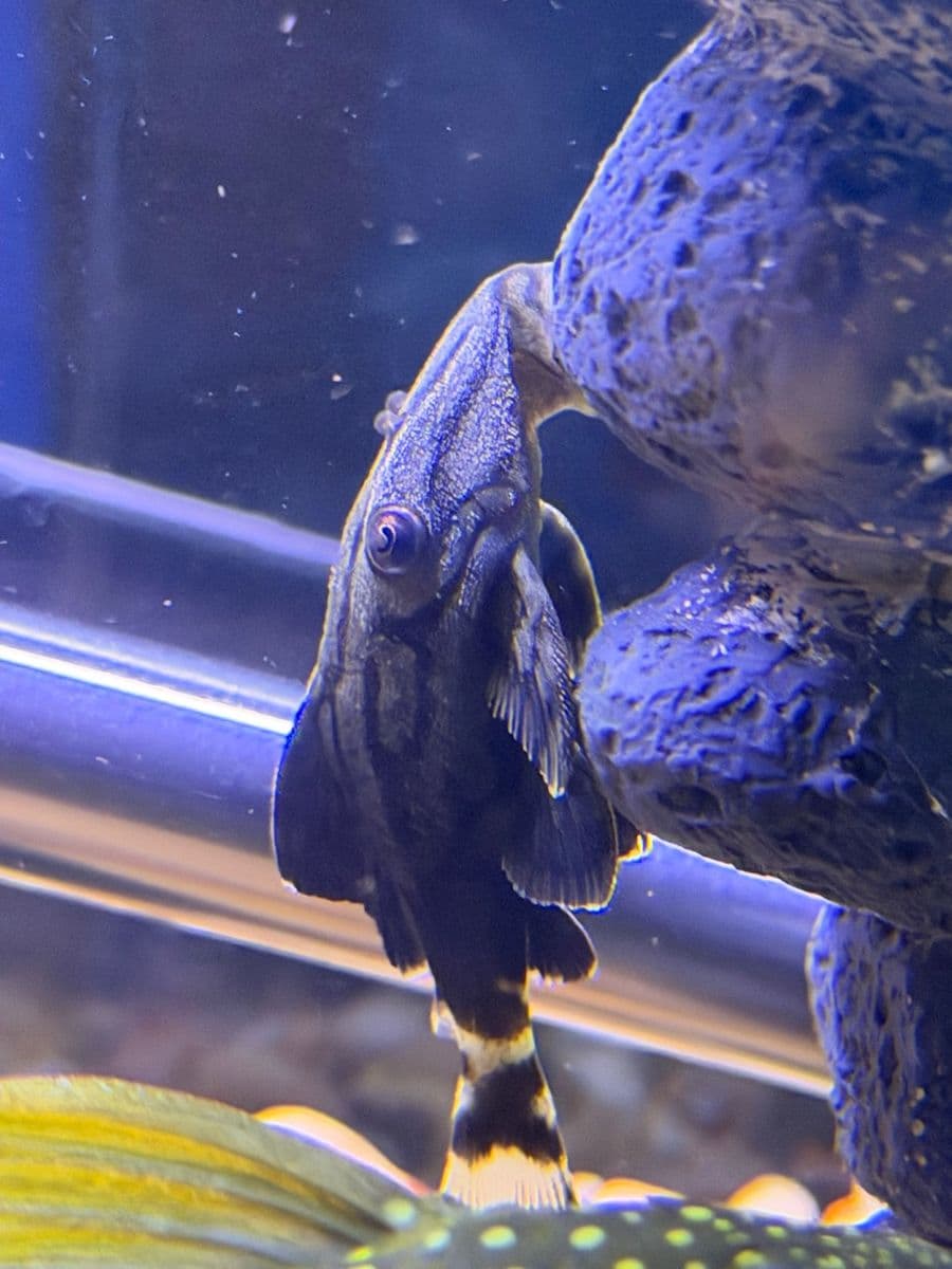 Royal Plecostomus at Sea Cave Inc.