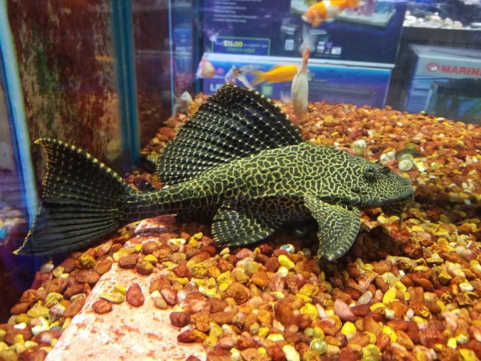 Sailfin Plecostomus at Sea Cave Inc.