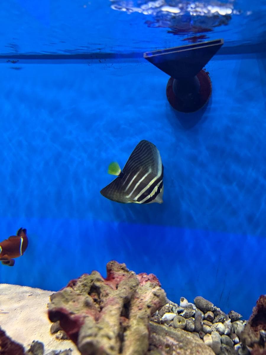 Sailfin Tang at Sea Cave Inc.