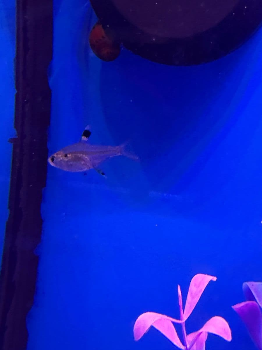 Scissortail Rasbora at Sea Cave Inc.